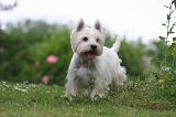 WESTIE 455